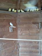 vogels, Dieren en Toebehoren, Vogels | Kanaries, Kleurkanarie