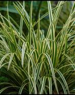 Carex Ice Dance, Tuin en Terras, Planten | Tuinplanten, Ophalen, Halfschaduw