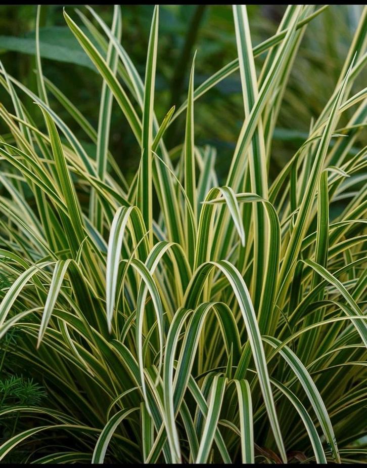 Carex Ice Dance, Tuin en Terras, Planten | Tuinplanten, Halfschaduw, Ophalen