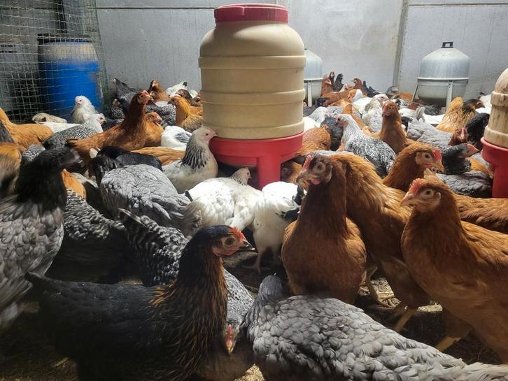 Poules pondeuses, Animaux & Accessoires, Volatiles, Poule ou poulet, Femelle