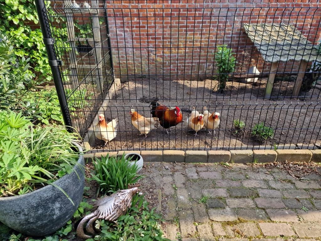 Sociale raszuivere Sumtaler krielkippen en kuikens te koop, Dieren en Toebehoren, Pluimvee