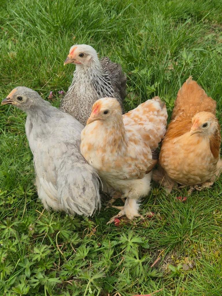 Cochin hennetjes te koop, Dieren en Toebehoren, Pluimvee