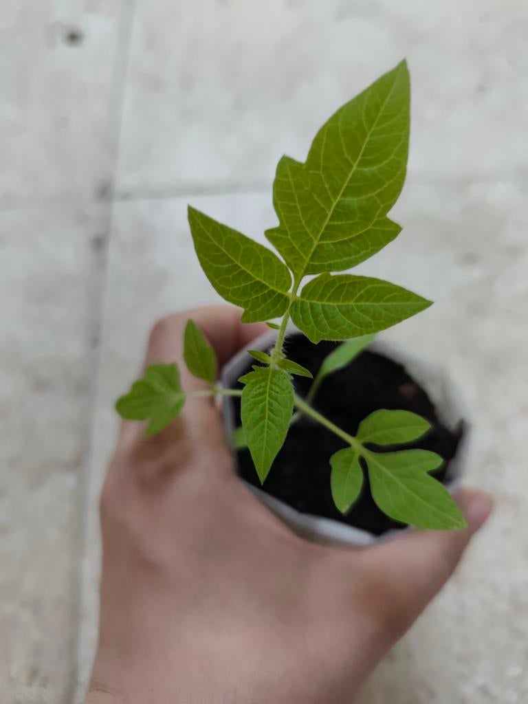 San Marzano | Tomaat Planten, Ophalen, Winter