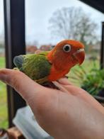 Agapornis Fischeri jongen, Sexe inconnu, Perroquet nain ou Inséparable, Bagué