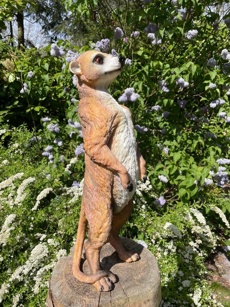 Beeld Stokstaart aap, tuin, vijver, dierentuin 62cm, Ophalen, Nieuw, Kunststof, Dierenbeeld