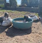 Koppel barberies, Dieren en Toebehoren, Pluimvee, Eend