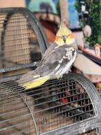 Valkparkiet, Dieren en Toebehoren, Vogels | Parkieten en Papegaaien