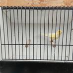 Geel mozaïek, goede zanger, Dieren en Toebehoren, Mannelijk, Kleurkanarie