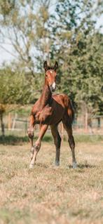 Taloubet Z jaarling, Dieren en Toebehoren, Springpaard, Met stamboom, 0 tot 2 jaar, Hengst