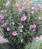 Hibiscus 110/130 cm roze, Tuin en Terras, Volle zon, Vaste plant, Zomer, Ophalen