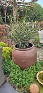 Grand pot en terre cuite avec olivier — Ambiance méditerrané, Enlèvement