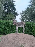 ezels, Hengst, 0 tot 2 jaar