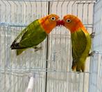 Magnifique couple d’agapornis disponible