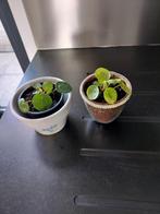 Pannenkoeken plantjes in sierpot voor de 2 samen, Ophalen