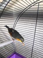 Japanse nachtegalen, Dieren en Toebehoren