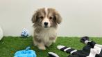 Welsh Corgi pups, Dieren en Toebehoren, Honden | Herdershonden en Veedrijvers, België, Reu, 8 tot 15 weken, CDV (hondenziekte)