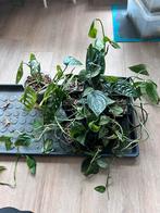 Monstera - meerdere planten, Huis en Inrichting, Ophalen