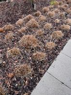 Lampenpoetsers grassen, Tuin en Terras, Ophalen