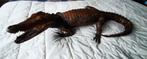 Prachtige opgezette kaaiman 75 cm, Enlèvement ou Envoi, Comme neuf, Reptile ou Amphibien, Animal empaillé