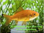 Poissons d'eau douce à me donner, Poissons, Enlèvement, Utilisé