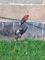 ko shamo haan, Dieren en Toebehoren, Pluimvee