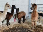 Alpaca merrie, Dieren en Toebehoren, Overige Dieren