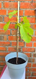 Vijgenboom Ficus Carica, Ophalen, Minder dan 100 cm, Volle zon, In pot
