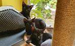 3 schattige zusjes, zwart, moeder Blauwe Rus., Poes, Kortharig, 0 tot 2 jaar
