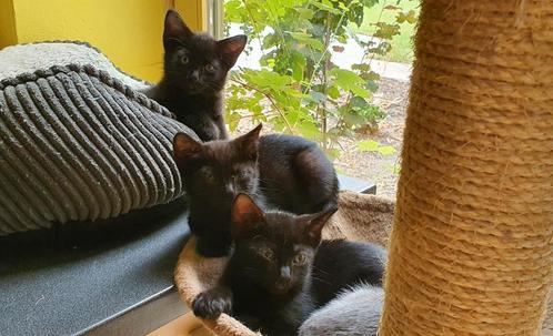 3 schattige zusjes, zwart, moeder Blauwe Rus., Dieren en Toebehoren, Katten en Kittens | Overige Katten, Kortharig, Poes, 0 tot 2 jaar