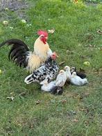 Chabo hanen te koop, Dieren en Toebehoren, Pluimvee