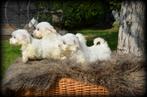 Maltezer pups, Dieren en Toebehoren, België, Maltezer, CDV (hondenziekte), 8 tot 15 weken