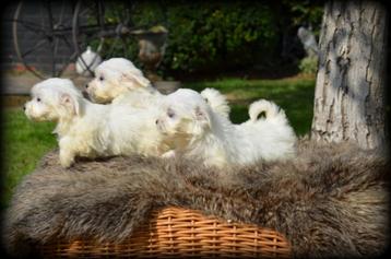 Maltezer pups beschikbaar voor biedingen