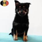 Schipperke - Belgisch speelse pups te koop, Dieren en Toebehoren, België, Handelaar, CDV (hondenziekte), 8 tot 15 weken