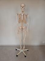 Squelette d'étude en plastique 1m80, Diversen, Schoolbenodigdheden, Gebruikt