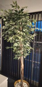 Plante artificielle, Enlèvement, Utilisé, Intérieur