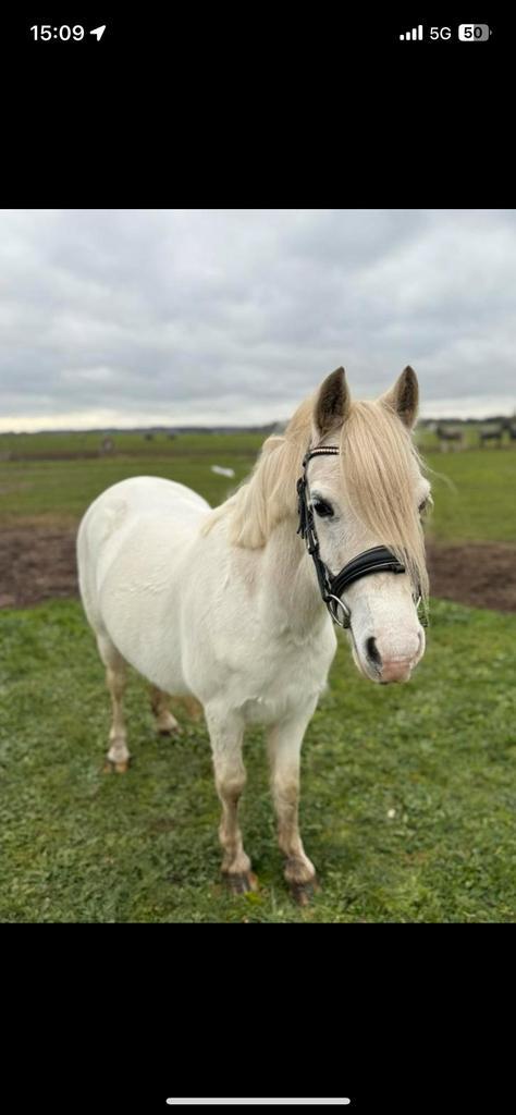 Leuke welsh merrie met papier, Dieren en Toebehoren, Pony's, Merrie