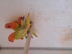 Ficheri 's : Dilute opaline Gr, Dieren en Toebehoren, Meerdere dieren, Dwergpapegaai of Agapornis, Geringd