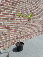 notenboom, okkernoten, walnoten, Tuin en Terras, Ophalen