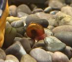 Roze posthoornslakken, Dieren en Toebehoren, Vissen | Aquariumvissen, Slak of Weekdier, Zoetwatervis