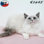 Ragdoll - chatons à vendre, Plusieurs animaux, Vermifugé, 0 à 2 ans