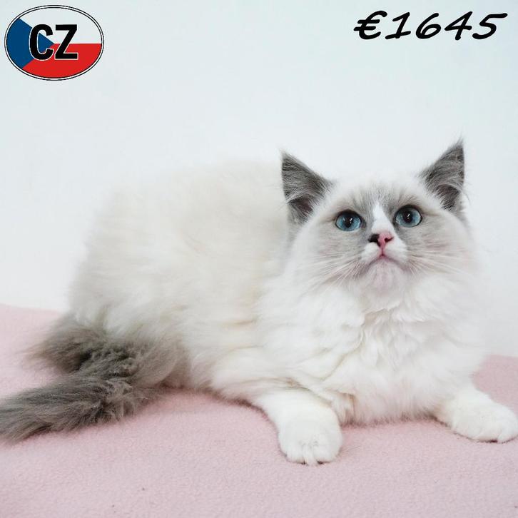 Ragdoll - kittens te koop, Dieren en Toebehoren, Katten en Kittens | Raskatten | Langhaar, Meerdere dieren, 0 tot 2 jaar, Gechipt