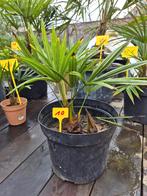 palm Trachycarpus Wagnerianus x Fortunei (stam 5cm-45cm), Tuin en Terras, Bloeit niet, Palmboom, 400 cm of meer, Ophalen