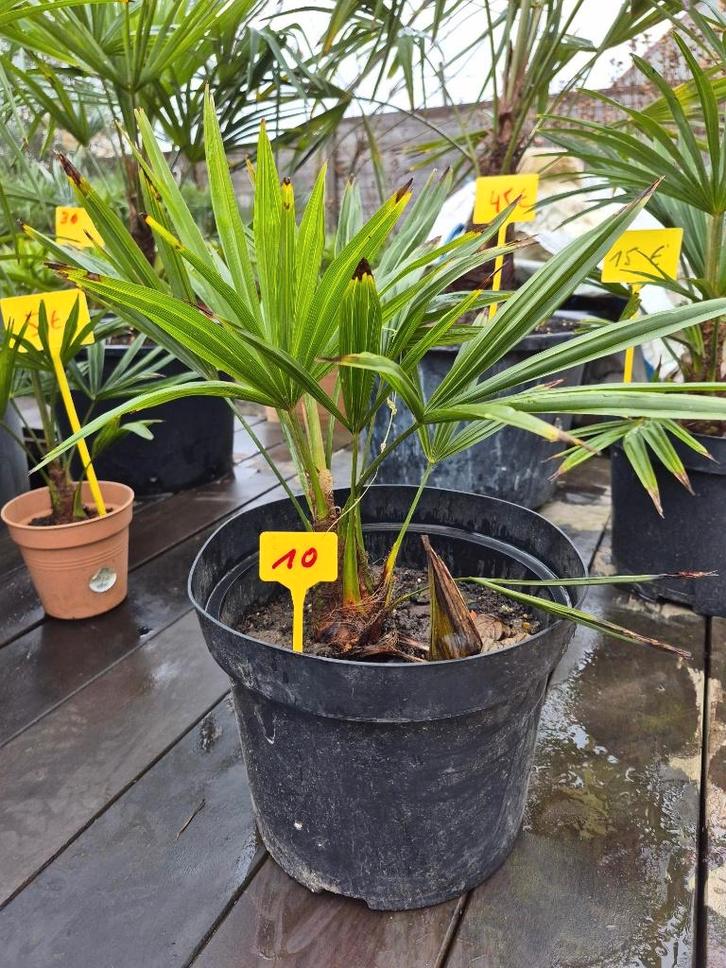 palm Trachycarpus Wagnerianus x Fortunei (stam 5cm-45cm), Tuin en Terras, Planten | Bomen, Palmboom, 400 cm of meer, Volle zon