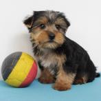 Yorkshire Terriër - pups te koop (Belgisch), Dieren en Toebehoren, Honden | Jack Russells en Terriërs, Yorkshire Terriër, België