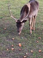 Damhert te koop, Octobre, Mâle
