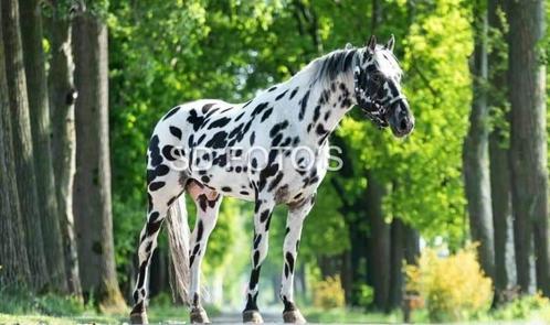 Leopard appaloosahengst ter dekking, Dieren en Toebehoren, Paarden, Hengst