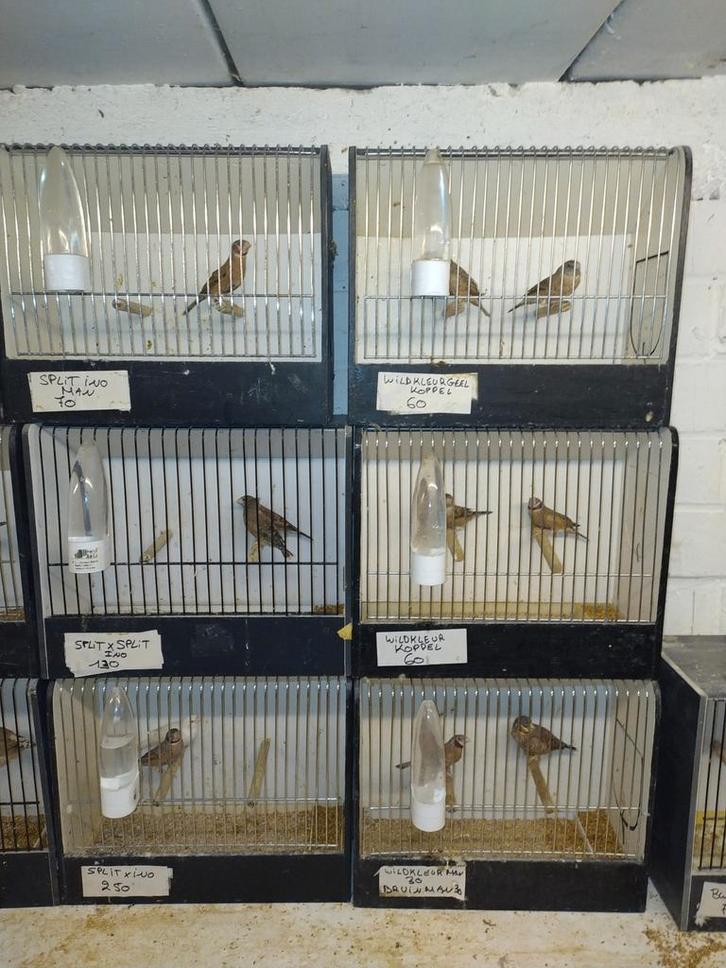 Bandvinken, Dieren en Toebehoren, Vogels | Overige Vogels
