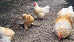 Cochin kriel kippen en gratis haan (indien gewenst), Vrouwelijk, Kip