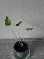 Alocasia cucullata, Huis en Inrichting, Kamerplanten, Overige soorten, In pot, Minder dan 100 cm, Groene kamerplant