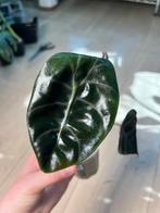 Alocasia Sedenii, Ophalen of Verzenden